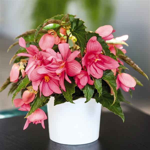 Begonia Funky Pink - Container