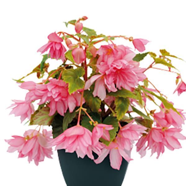 Begonia Funky Light Pink - Bloom