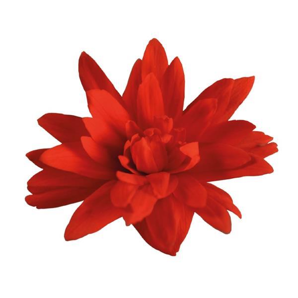 Begonia Funky Red - Bloom