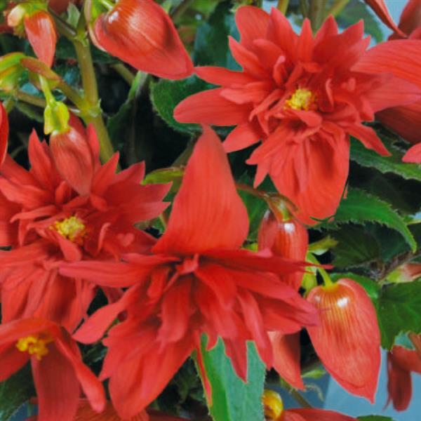 Begonia Funky Scarlet - Bloom