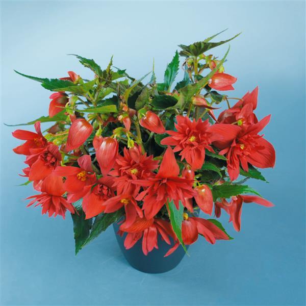 Begonia Funky Scarlet - Container