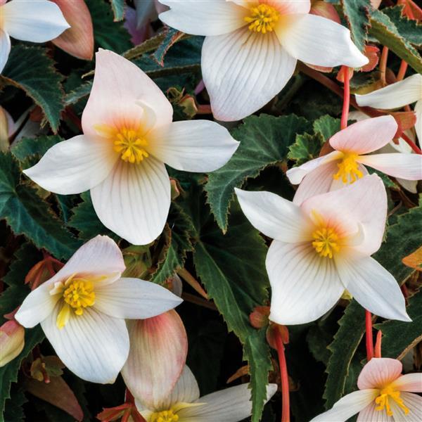 Begonia Funky White - Bloom