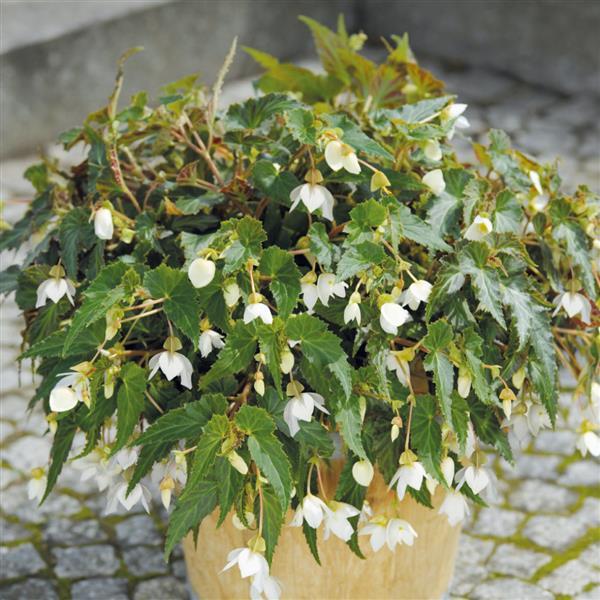 Begonia Funky White - Container
