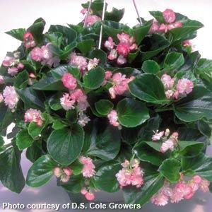 Begonia Vegetative Other Cherry Blossom - Basket