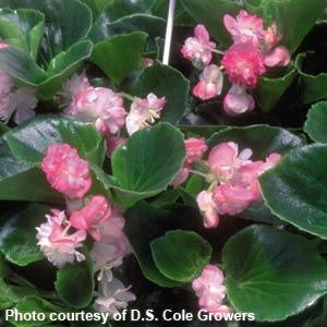 Begonia Vegetative Cherry Blossom - Bloom