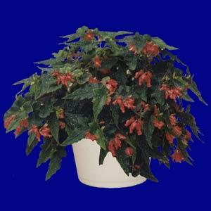 Begonia Vegetative Lois Burke - Bloom