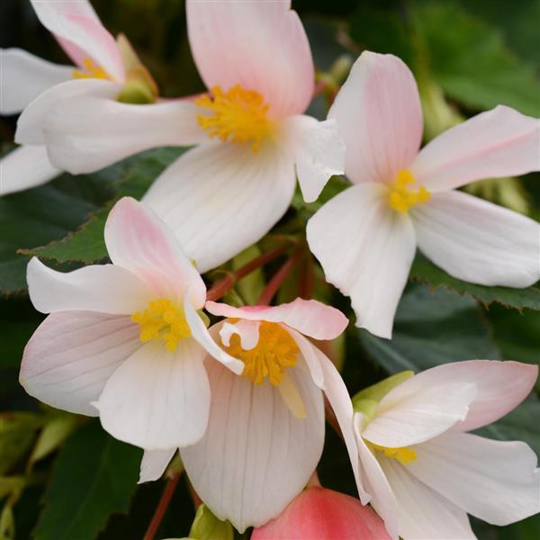 Begonia Marshmallow - Bloom