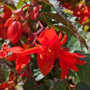 Begonia Fiery Orange - Bloom