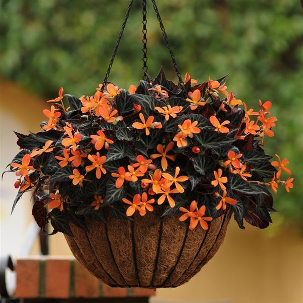Begonia Vegetative Other Sparks Will Fly - Basket