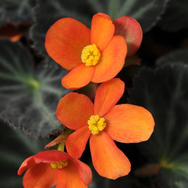 Begonia Vegetative Sparks Will Fly - Bloom