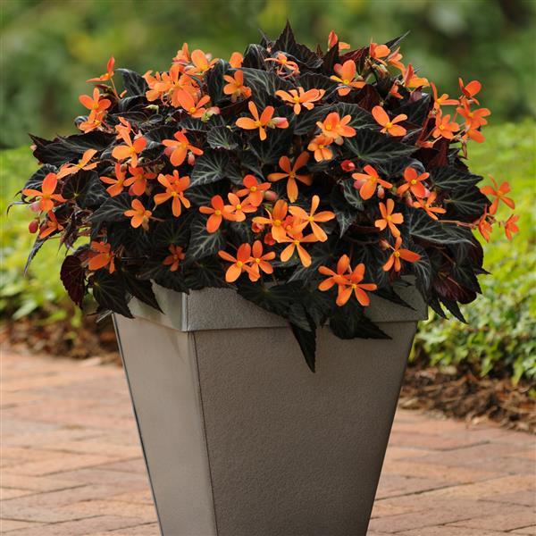 Begonia Vegetative Other Sparks Will Fly - Container