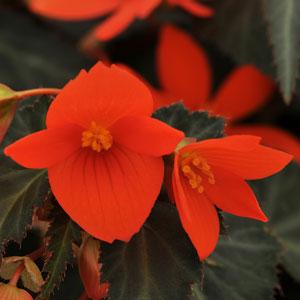 Begonia California Sunlight - Bloom