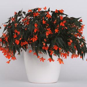 Begonia Other California Sunlight - Container