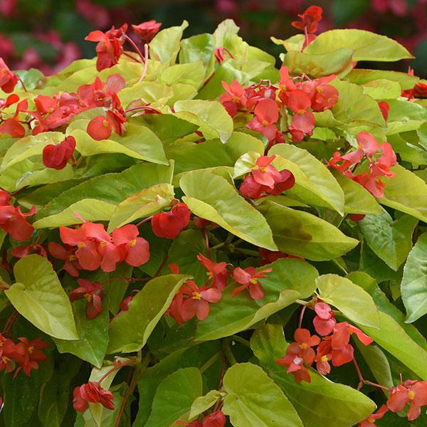 Begonia Vegetative Other Canary Wings - Bloom