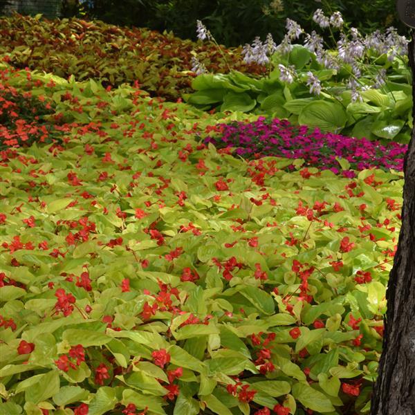 Begonia Vegetative Other Canary Wings - Commercial Landscape 1