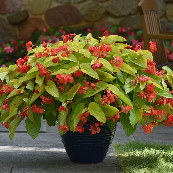 Begonia Vegetative Other Canary Wings - Container