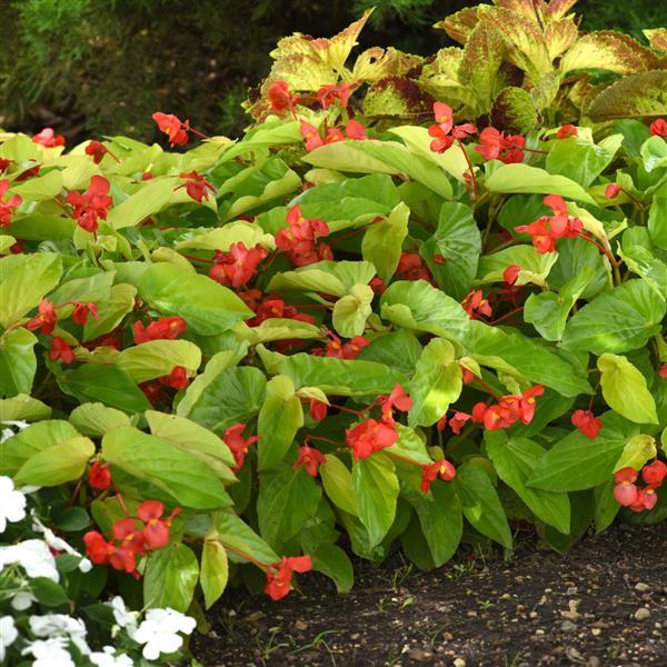 Begonia Vegetative Other Canary Wings - Landscape