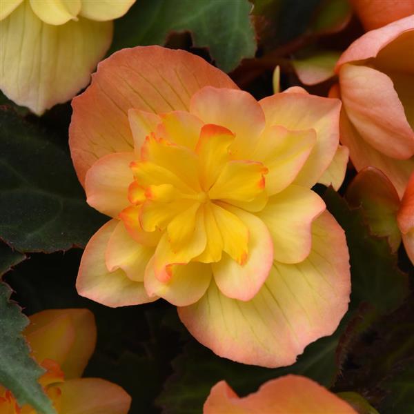 Begonia Compact Double Apricot - Bloom