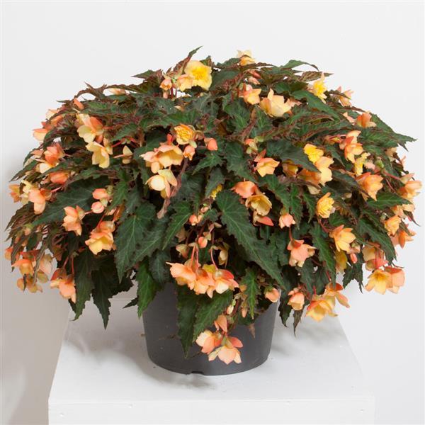 Begonia Other Compact Double Apricot - Container