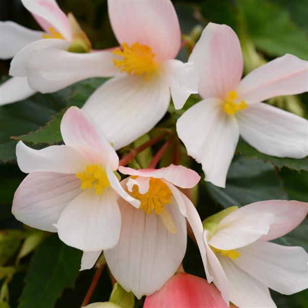 Begonia Compact Marshmallow - Bloom