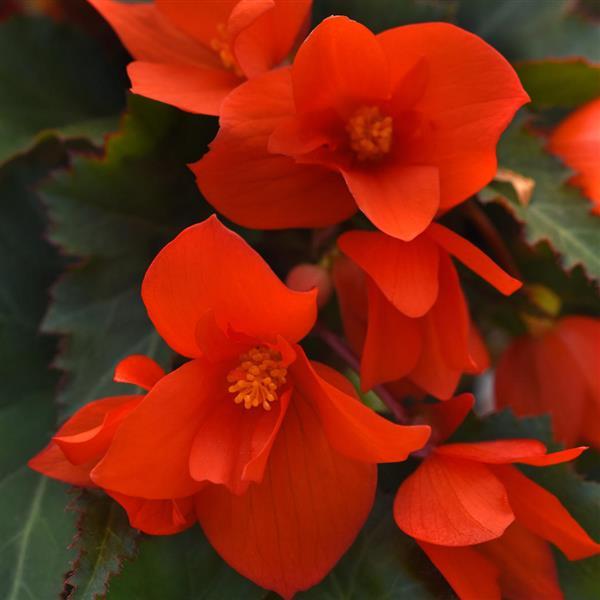 Begonia Orange Lantern - Bloom