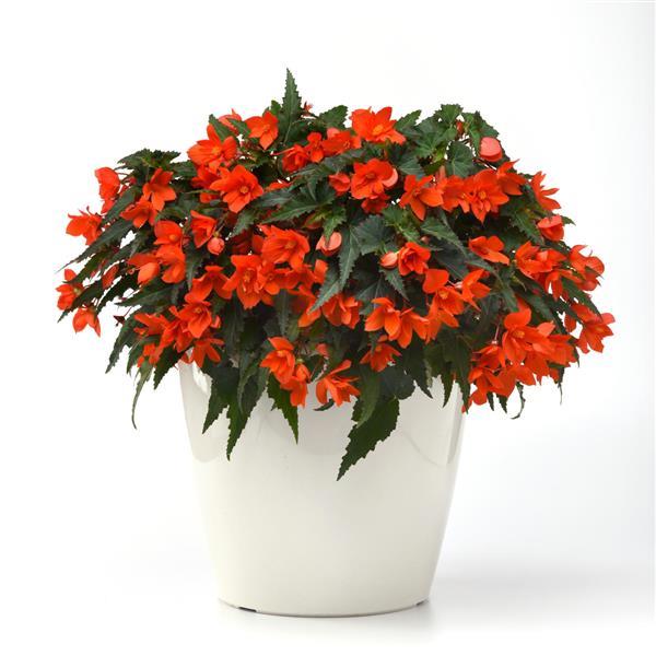 Begonia Other Orange Lantern - Container
