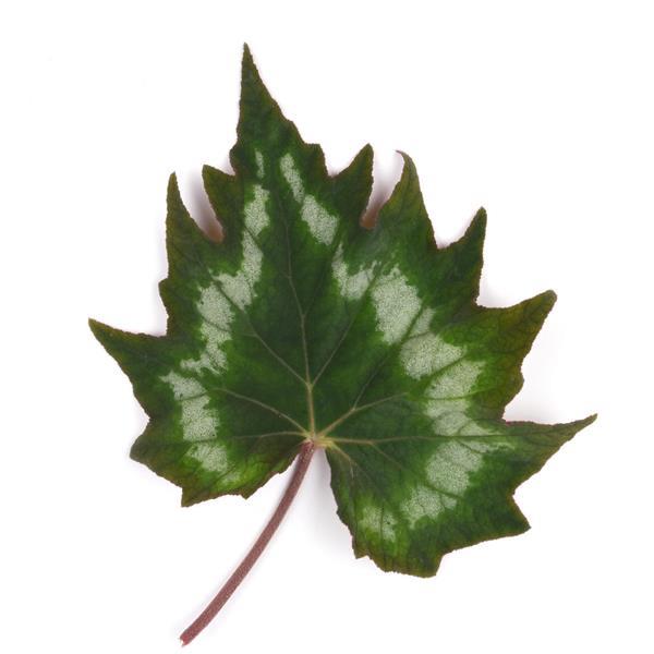 Begonia Emerald Ring - Bloom