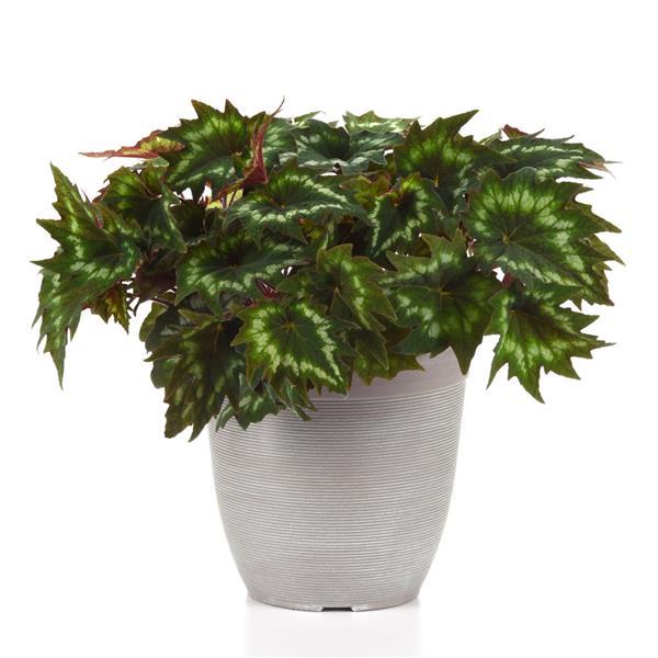 Begonia Other Emerald Ring - Container
