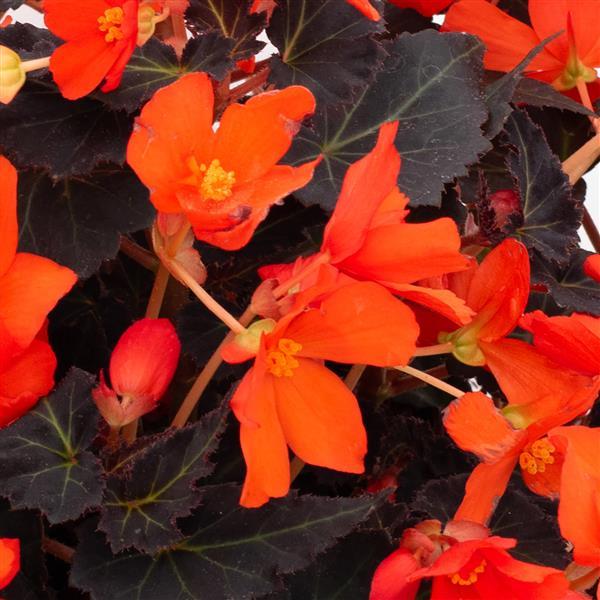 Begonia Shine Bright Espresso Orange - Bloom