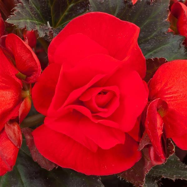 Begonia Adora Velvet Red - Bloom