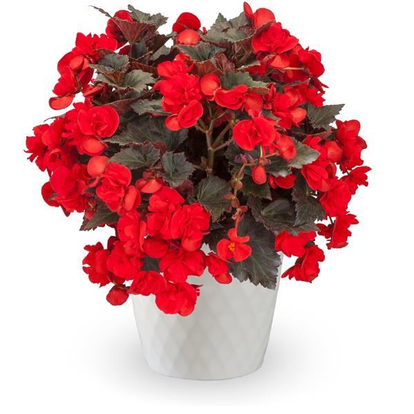 Begonia Adora Velvet Red - Container
