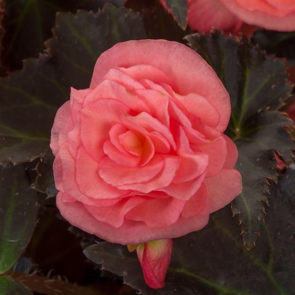 Begonia Adora Satin Rose - Bloom