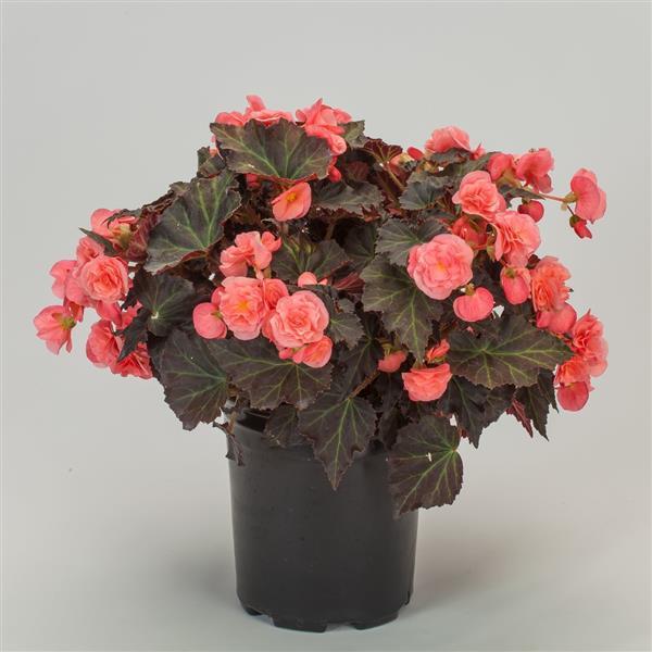 Begonia Adora Satin Rose - Container