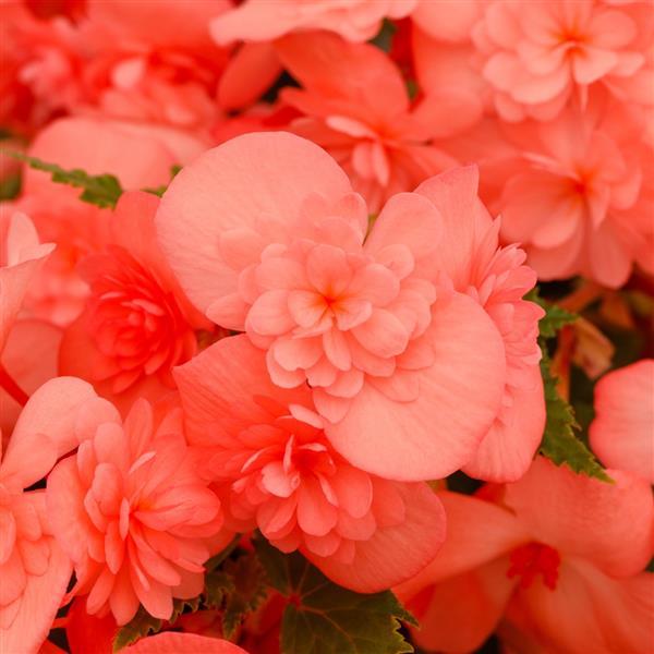 Begonia Adora Emerald Salmon - Bloom