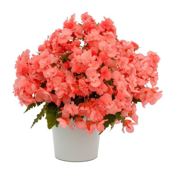 Begonia Adora Emerald Salmon - Container