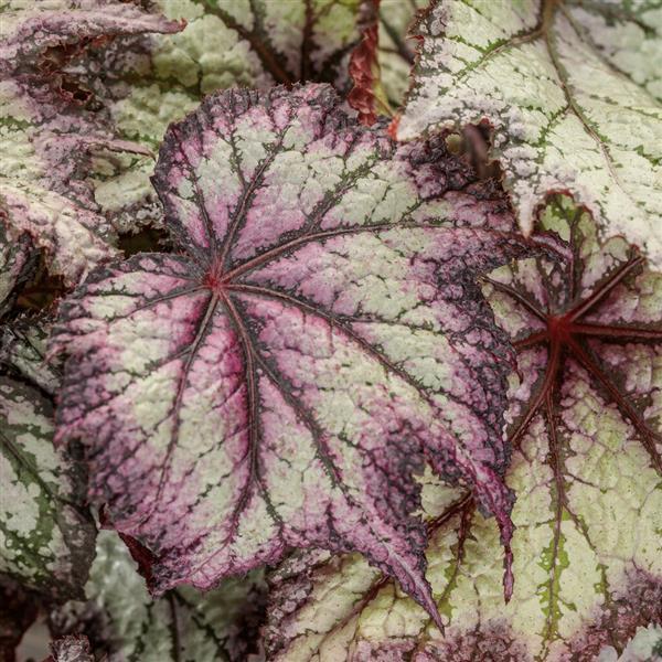Begonia Space Age Europa - Bloom