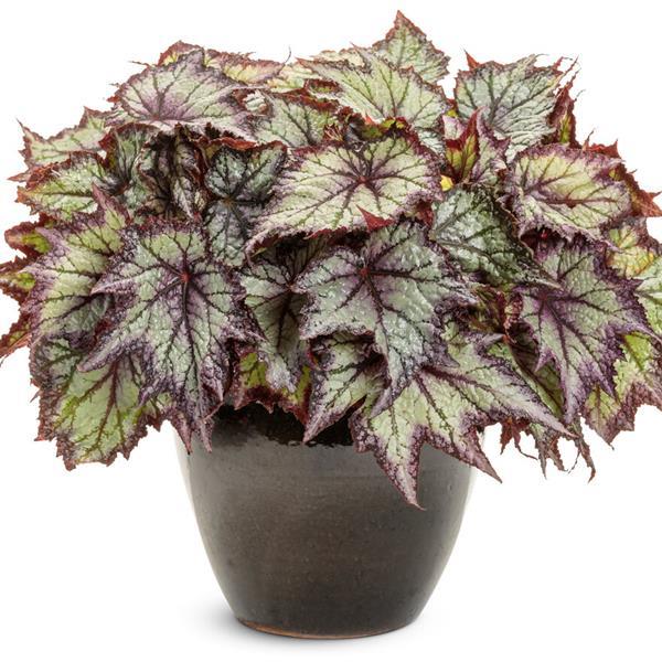 Begonia Space Age Europa - Container