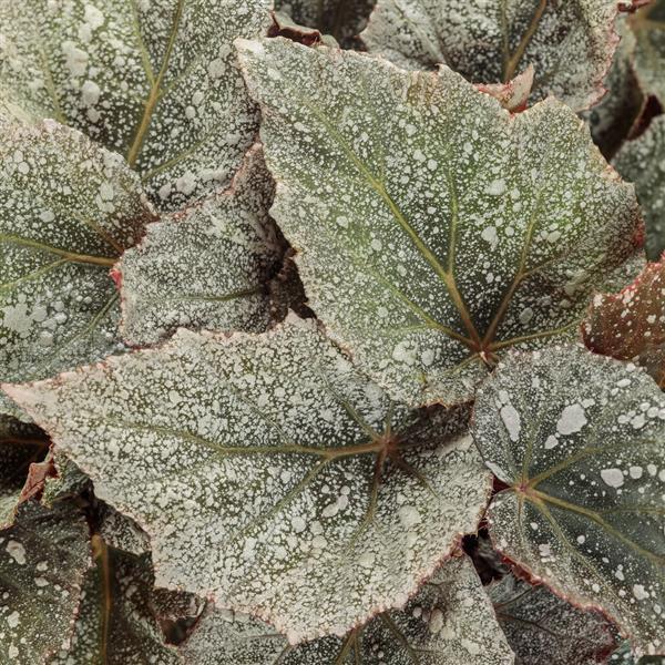 Begonia Space Age Triton - Bloom