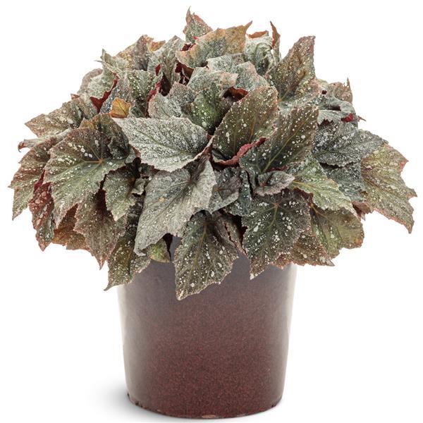 Begonia Space Age Triton - Container