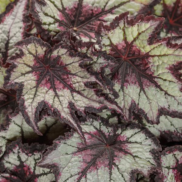 Begonia Space Age Black Hole - Bloom