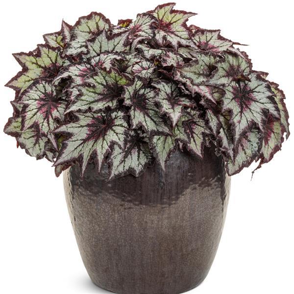 Begonia Space Age Black Hole - Container