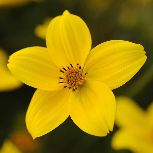 PLANT NAME Bloom