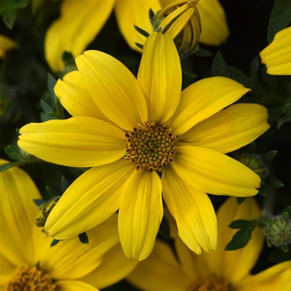 PLANT NAME Bloom