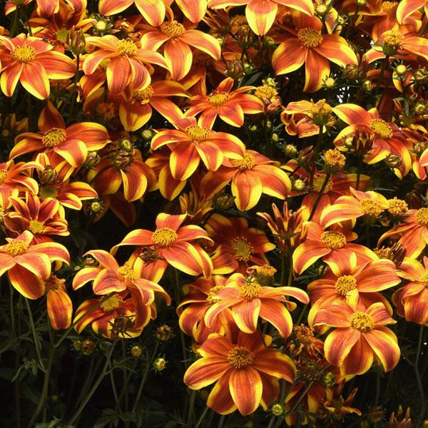 PLANT NAME Bloom