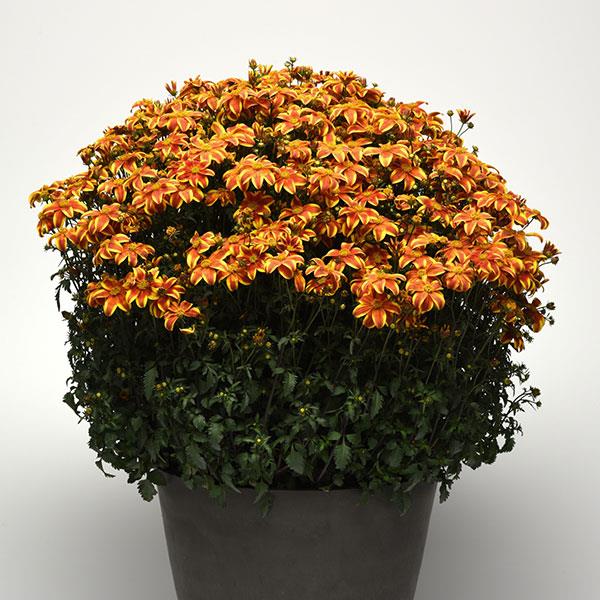 PLANT NAME Container