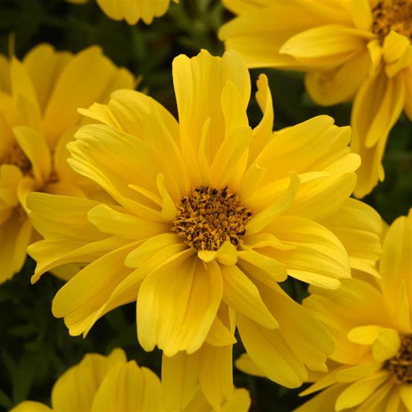 PLANT NAME Bloom