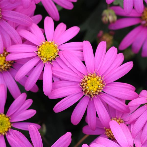 PLANT NAME Bloom
