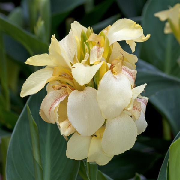 Canna Cannova Lemon - Bloom