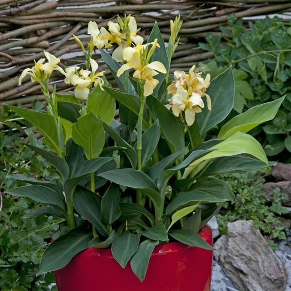 Canna Cannova Lemon - Container