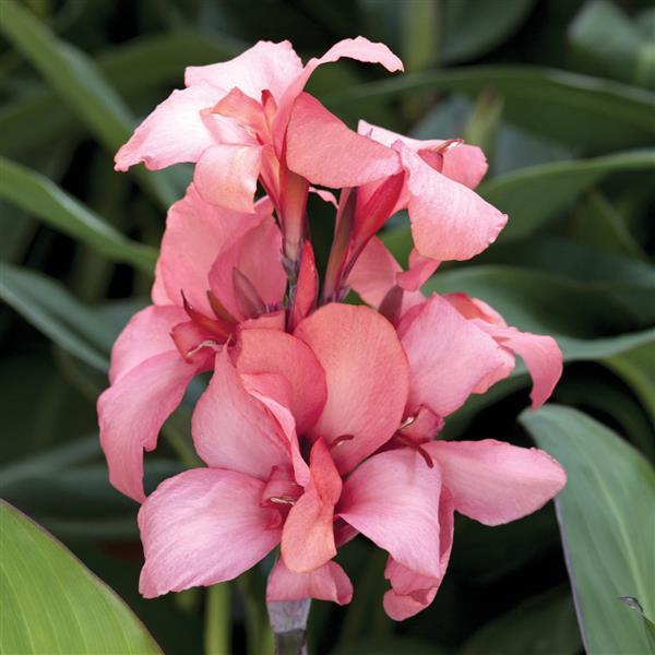 Canna Cannova Mango - Bloom